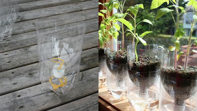 This is the self sustaining planter.  Image source: http://lifehacker.com/5913914/turn-a-soda-bottle-into-a-worry-free-self-watering-planter