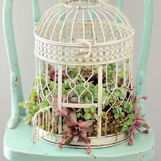 A beautiful white birdcage serves as the perfect canvas to show off these colourful succulents Image source: http://craftgawker.com/post/2014/05/13/65204/