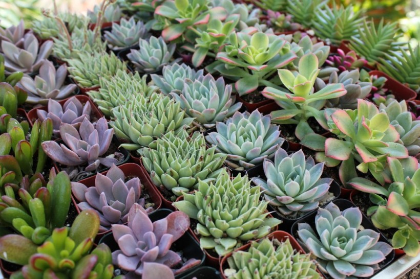 Rows of diverse and beautiful succulents. Notice the fleshy leaves. http://thesucculentsource.com/