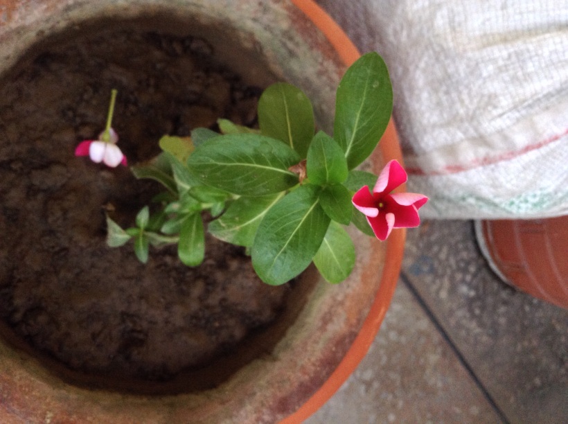 Red Vinca with deep red core 