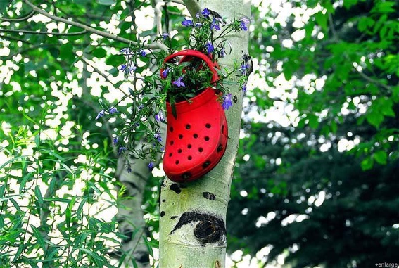 Yes even crocs can be used! Look at this one nailed to a tree :P The combination of red crocs with blue flowers is very smart. Image source: http://www.curbly.com/users/mollymc/posts/13691-roundup-7-creative-upcycled-planter-ideas