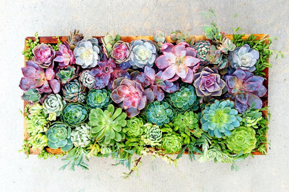 A delightful arrangement of multi-coloured beautiful succulents http://weheartit.com/entry/group/22458970
