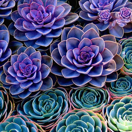 Look at those gorgeous blue and blue green leaves https://www.tumblr.com/search/purple%20succulents%20plants