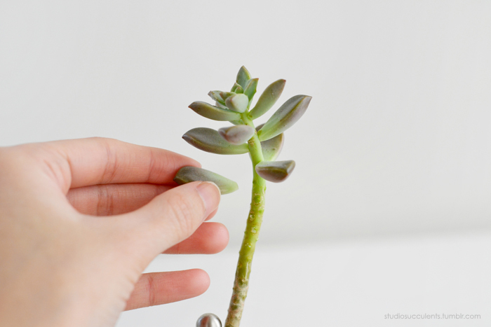 See how thick and fleshy the leaves are. http://studioplants.tumblr.com/post/82995525990/propagating-succulent-by-leaf-cuttings-and